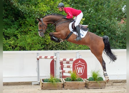 Koń oldenburski, Wałach, 5 lat, 170 cm, Gniada