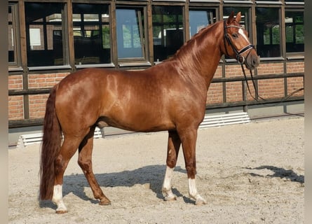 Koń oldenburski, Wałach, 5 lat, 170 cm, Kasztanowata