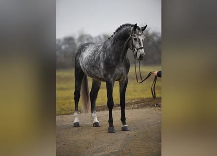 Koń oldenburski, Wałach, 5 lat, 171 cm, Siwa