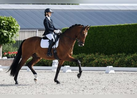 Koń oldenburski, Wałach, 5 lat, 172 cm, Gniada