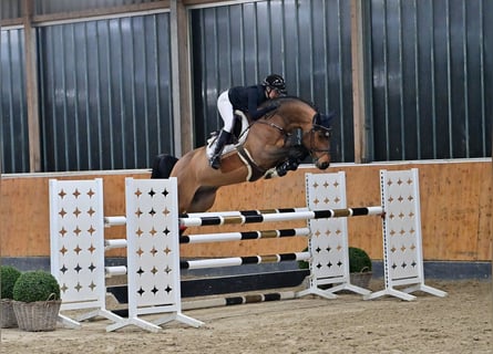 Koń oldenburski, Wałach, 6 lat, 166 cm, Gniada