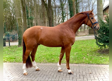 Koń oldenburski, Wałach, 6 lat, 170 cm, Kasztanowata