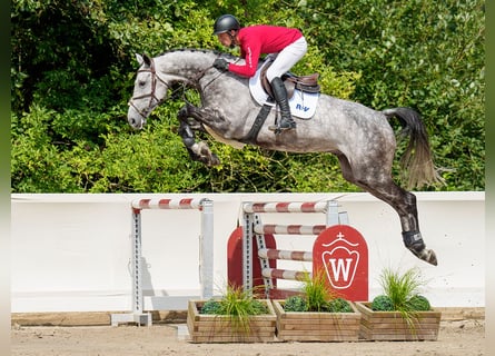 Koń oldenburski, Wałach, 6 lat, 174 cm, Siwa