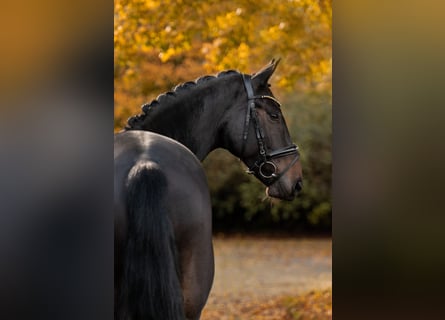 Koń oldenburski, Wałach, 6 lat, Ciemnogniada