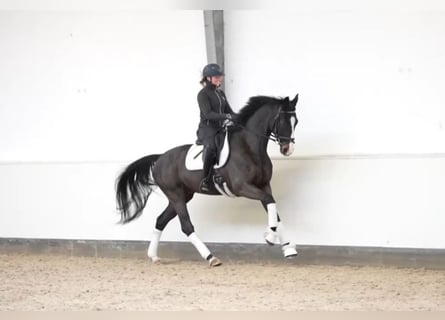 Koń oldenburski, Wałach, 7 lat, 167 cm