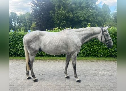 Koń oldenburski, Wałach, 8 lat, 167 cm, Siwa