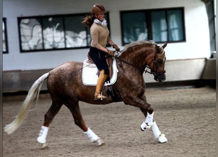 Koń oldenburski, Wałach, 8 lat, 170 cm, Izabelowata