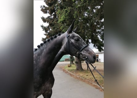 Koń oldenburski, Wałach, 8 lat, 170 cm, Siwa
