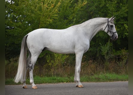 Koń oldenburski, Wałach, 9 lat, 172 cm, Siwa