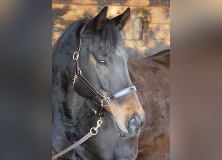 Koń pełnej krwi angielskiej, Klacz, 11 lat, 162 cm, Ciemnogniada