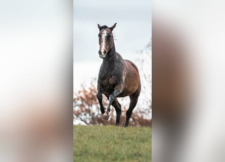 Koń pełnej krwi angielskiej, Klacz, 12 lat, 150 cm, Gniada