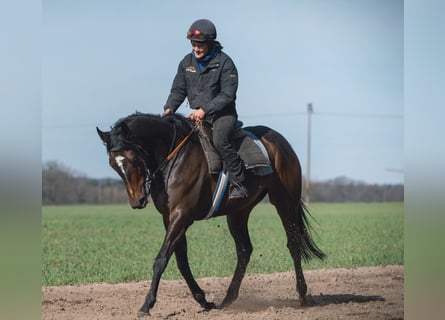 Koń pełnej krwi angielskiej, Klacz, 5 lat, 165 cm, Ciemnogniada