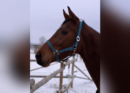 Koń pełnej krwi angielskiej, Klacz, 6 lat, 167 cm, Gniada