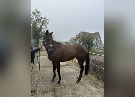 Koń pełnej krwi angielskiej, Klacz, 6 lat, Gniada