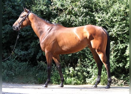 Koń pełnej krwi angielskiej, Klacz, 7 lat, 162 cm, Gniada