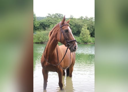 Koń pełnej krwi angielskiej, Klacz, 8 lat, 175 cm, Kasztanowata