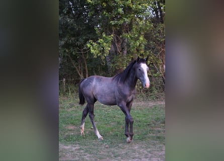 Koń pełnej krwi angielskiej, Ogier, 1 Rok, 156 cm, Siwa