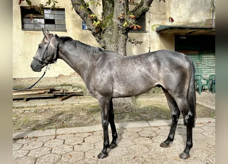 Koń pełnej krwi angielskiej, Ogier, 3 lat, 165 cm, Siwa