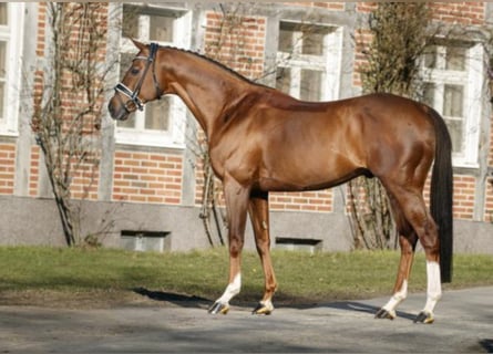 Koń pełnej krwi angielskiej, Ogier, 15 lat, 165 cm, Kasztanowata