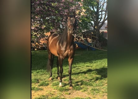 Koń pełnej krwi angielskiej, Ogier, 15 lat, 160 cm, Skarogniada