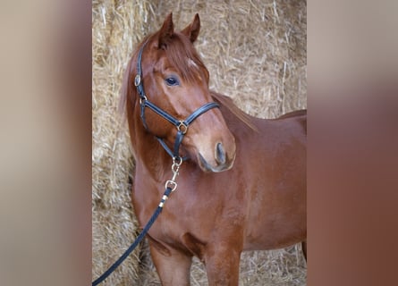 Koń pełnej krwi angielskiej, Wałach, 3 lat, 160 cm, Kasztanowata