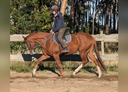 Koń pełnej krwi angielskiej, Wałach, 3 lat, 165 cm, Kasztanowata