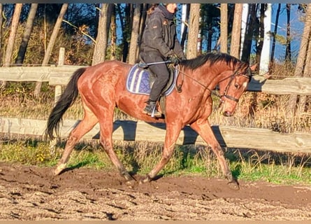 Koń pełnej krwi angielskiej, Wałach, 5 lat, 165 cm, Gniada