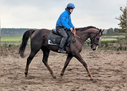 Koń pełnej krwi angielskiej, Wałach, 6 lat, 165 cm, Kasztanowata