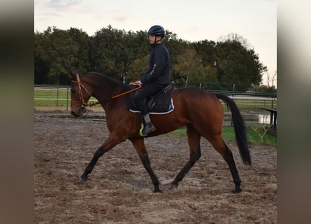 Koń pełnej krwi angielskiej, Wałach, 6 lat, 167 cm, Gniada