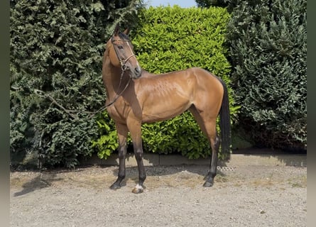 Koń pełnej krwi angielskiej, Klacz, 11 lat, 162 cm, Gniada