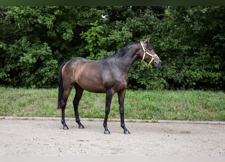 Koń pełnej krwi angielskiej, Klacz, 3 lat, 160 cm, Ciemnogniada