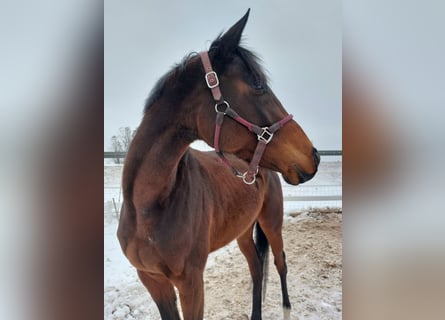 Koń pełnej krwi angielskiej, Klacz, 3 lat, 165 cm, Gniada
