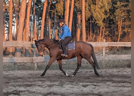 Koń pełnej krwi angielskiej, Klacz, 4 lat, 162 cm, Gniada