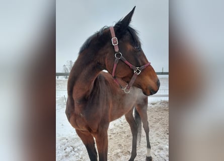 Koń pełnej krwi angielskiej, Klacz, 4 lat, 165 cm, Ciemnogniada
