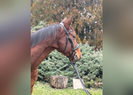 Koń pełnej krwi angielskiej, Klacz, 5 lat, 165 cm, Gniada