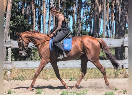 Koń pełnej krwi angielskiej, Klacz, 5 lat, 165 cm, Kasztanowata