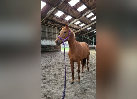 Koń pełnej krwi angielskiej Mix, Klacz, 6 lat, 165 cm, Kasztanowata
