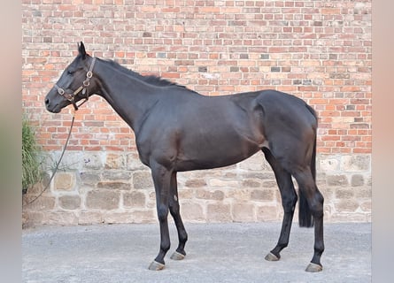 Koń pełnej krwi angielskiej, Klacz, 6 lat, 169 cm, Skarogniada