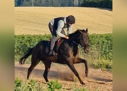 Koń pełnej krwi angielskiej, Klacz, 7 lat, 160 cm, Skarogniada