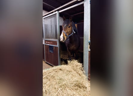 Koń pełnej krwi angielskiej, Ogier, 10 lat, 166 cm, Gniada