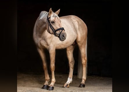 Koń pełnej krwi angielskiej, Ogier, 12 lat, 168 cm, Izabelowata