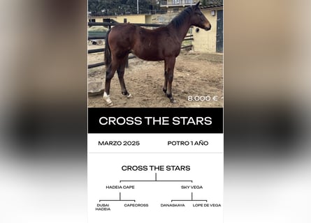 Koń pełnej krwi angielskiej, Ogier, 6 lat