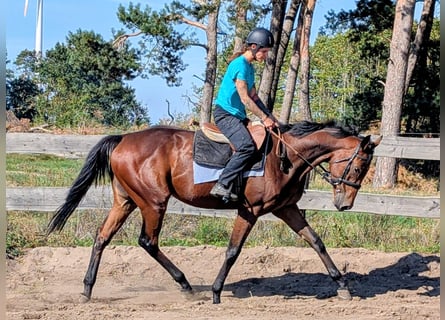 Koń pełnej krwi angielskiej, Wałach, 3 lat, 169 cm, Gniada