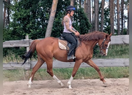 Koń pełnej krwi angielskiej, Wałach, 6 lat, 164 cm, Kasztanowata