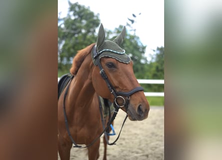 Koń pełnej krwi angielskiej, Wałach, 6 lat, 165 cm, Kasztanowata