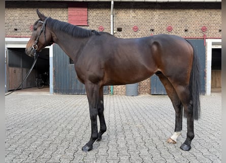 Koń pełnej krwi angielskiej, Wałach, 8 lat, 165 cm, Gniada