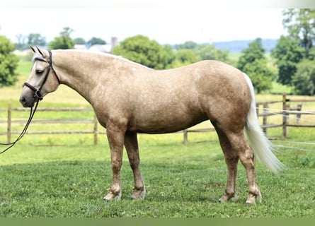 Koń pociągowy, Klacz, 4 lat, 155 cm, Izabelowata