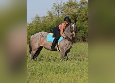 Koń pociągowy Mix, Klacz, 6 lat, 163 cm, Gniadodereszowata