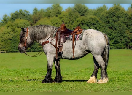 Koń pociągowy Mix, Klacz, 9 lat, 152 cm, Karodereszowata