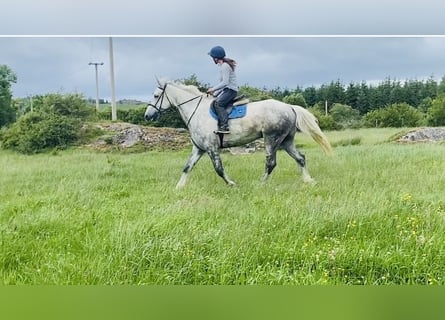 Koń pociągowy, Wałach, 6 lat, 175 cm, Siwa